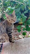 adoptable Cat in lehigh acres, FL named Whiskey
