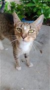 adoptable Cat in lehigh acres, FL named Diamond