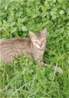 adoptable Cat in lehigh acres, FL named Meezi