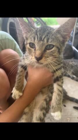 adoptable Cat in Lehigh Acres, FL named Neejay