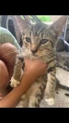 adoptable Cat in lehigh acres, FL named Neejay