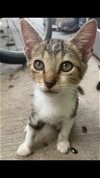 adoptable Cat in lehigh acres, FL named Master Link