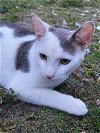 adoptable Cat in lehigh acres, FL named Mister Bubbles