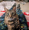 Koa