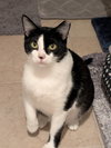 Oreo - Photo 1