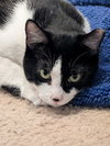 Oreo - Photo 2