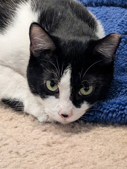OREO - Tuxedo available for adoption