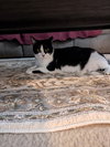 Oreo - Photo 3