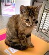 adoptable Cat in fort myers, FL named Belle