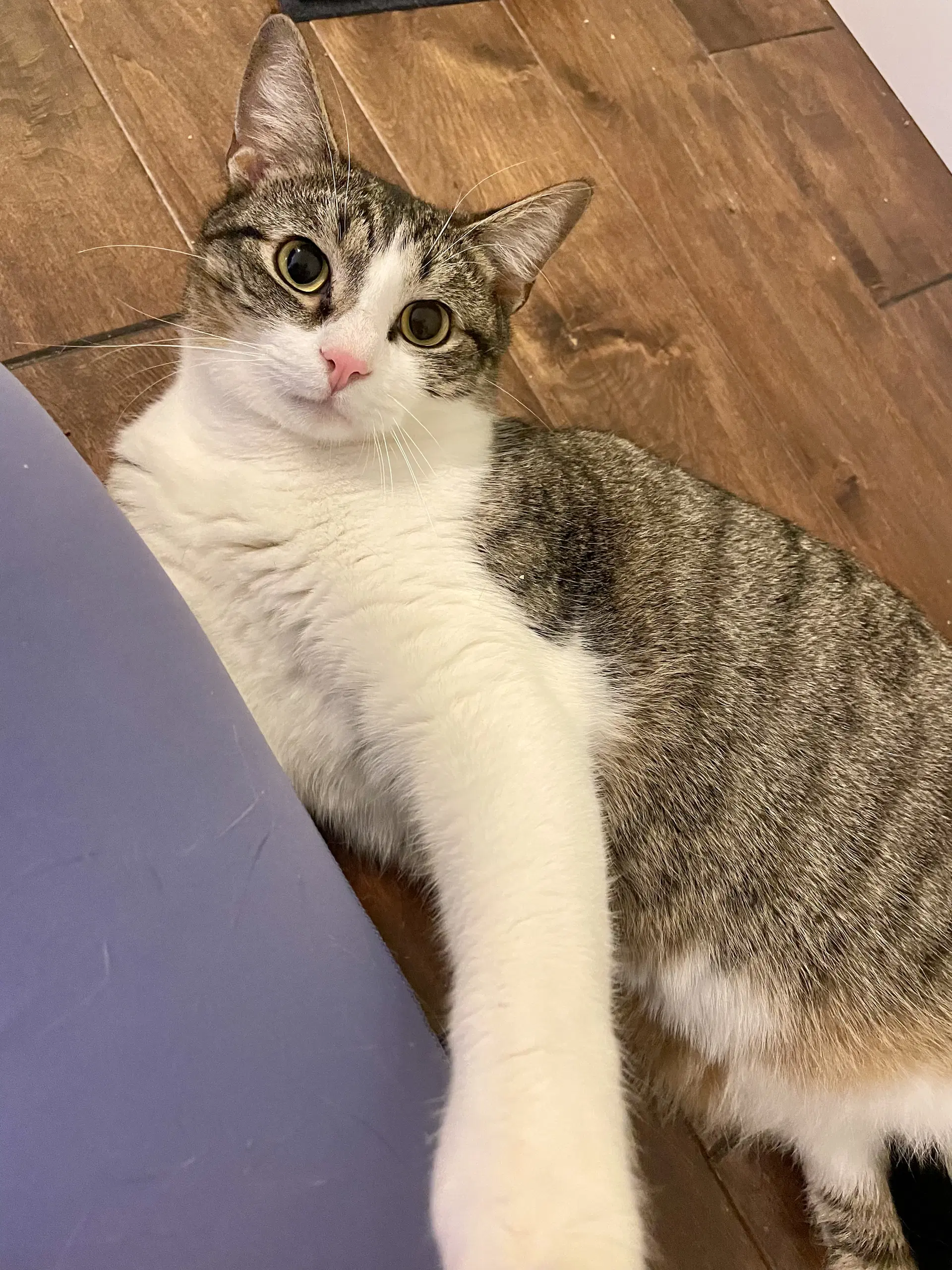 Gibson - Tabby