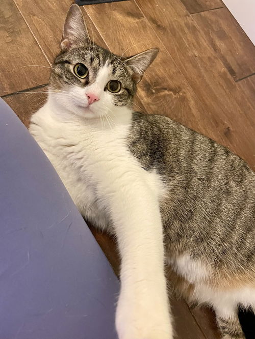 picture of the cat needing adoption