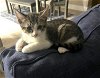 adoptable Cat in cape coral, FL named Gibson