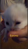 Eskimo