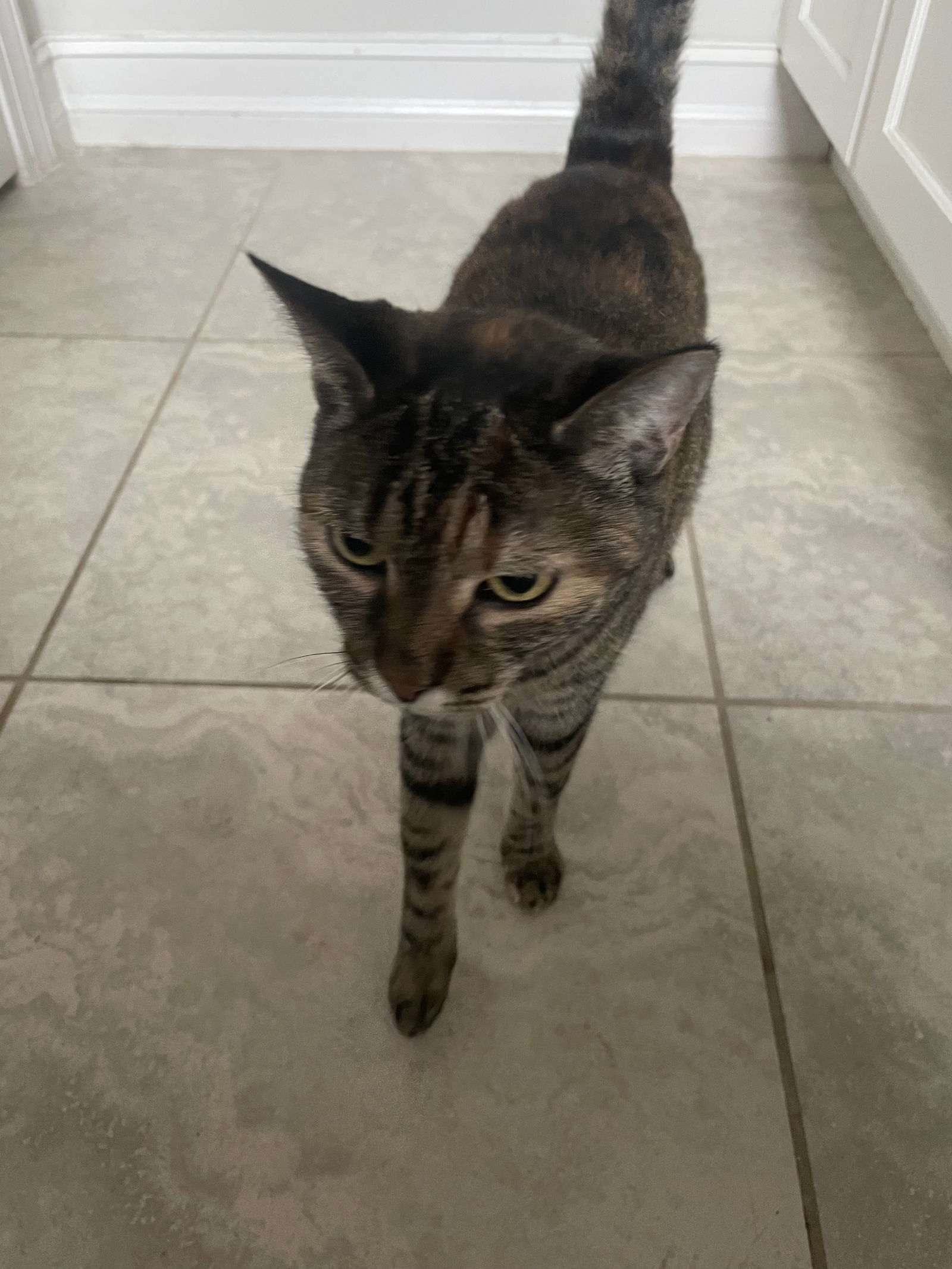 adoptable Cat in Fort Myers, FL named Mini