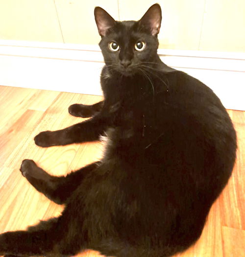 picture of the cat needing adoption