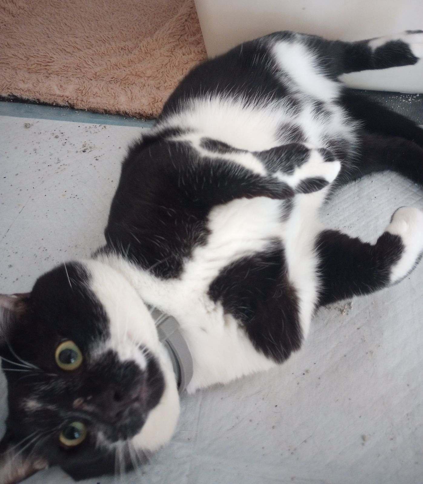 adoptable Cat in Fort Myers, FL named Buster