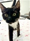 adoptable Cat in cape coral, FL named Scrappy