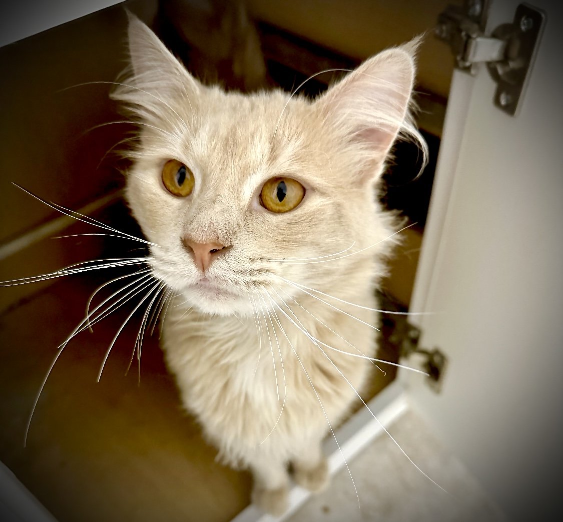 adoptable Cat in Cape Coral, FL named Toby