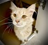 adoptable Cat in cape coral, FL named Mackey