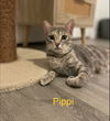 Pippi