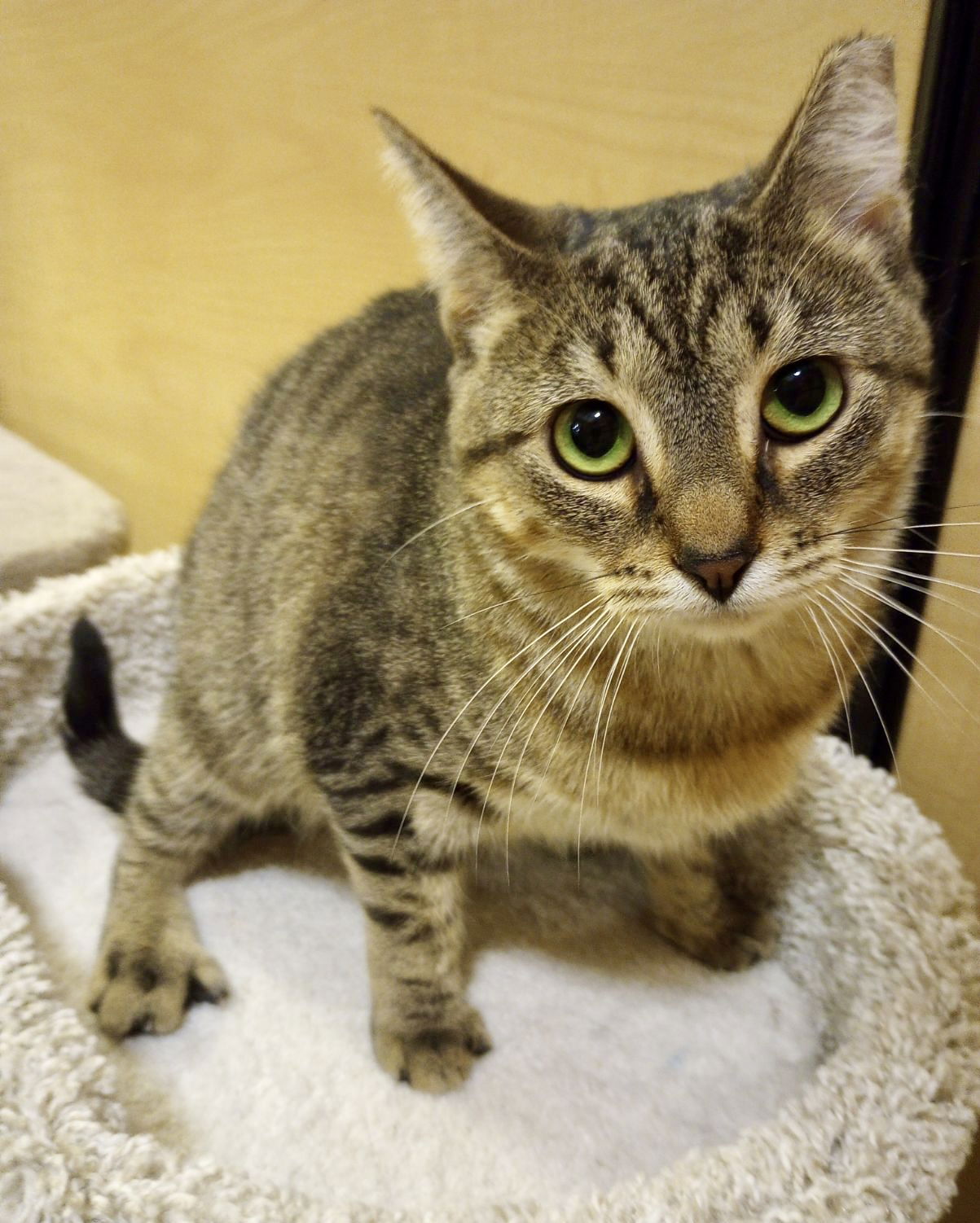 adoptable Cat in Cape Coral, FL named Jane J