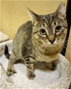 adoptable Cat in cape coral, FL named Jane J