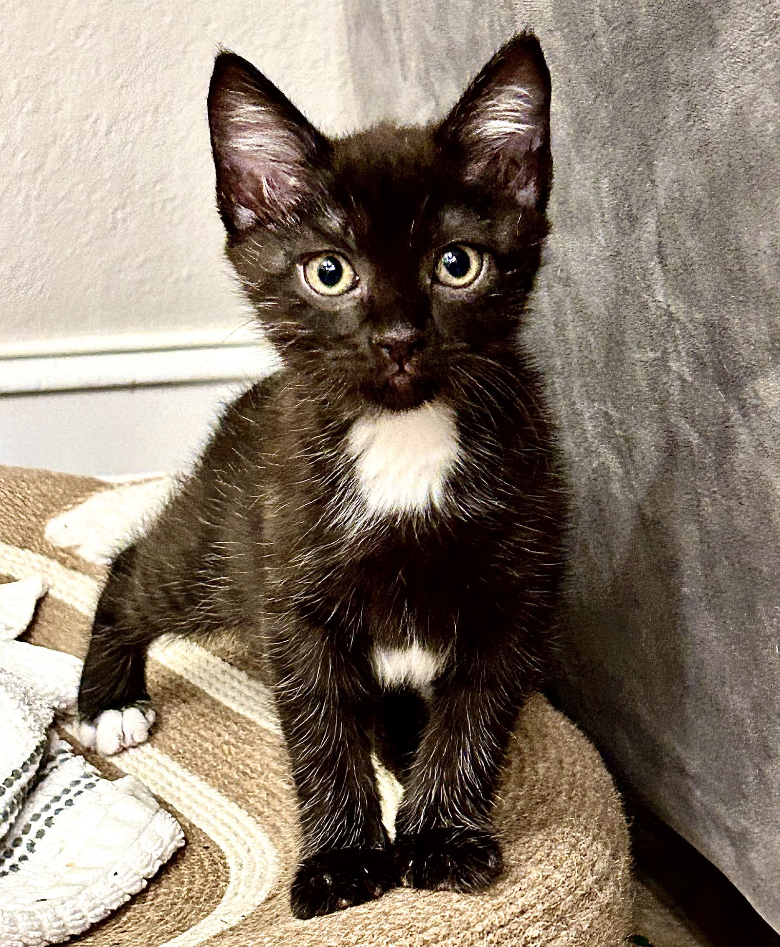 adoptable Cat in Fort Myers, FL named Tesla