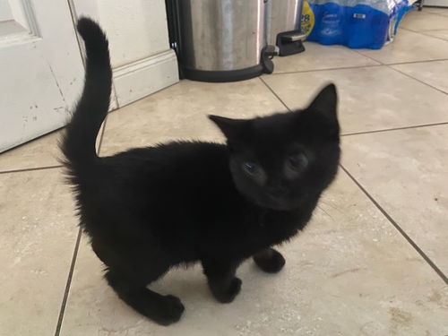 Biscuit