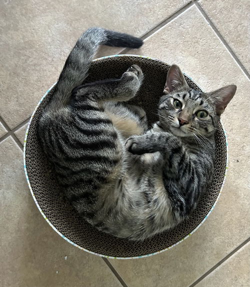 picture of the cat needing adoption