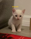 Meowth