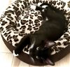 adoptable Cat in cape coral, FL named Magnum