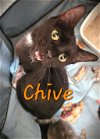 adoptable Cat in  named Chive