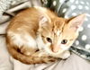 Philbert
