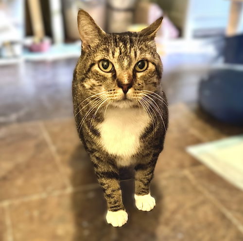 picture of the cat needing adoption