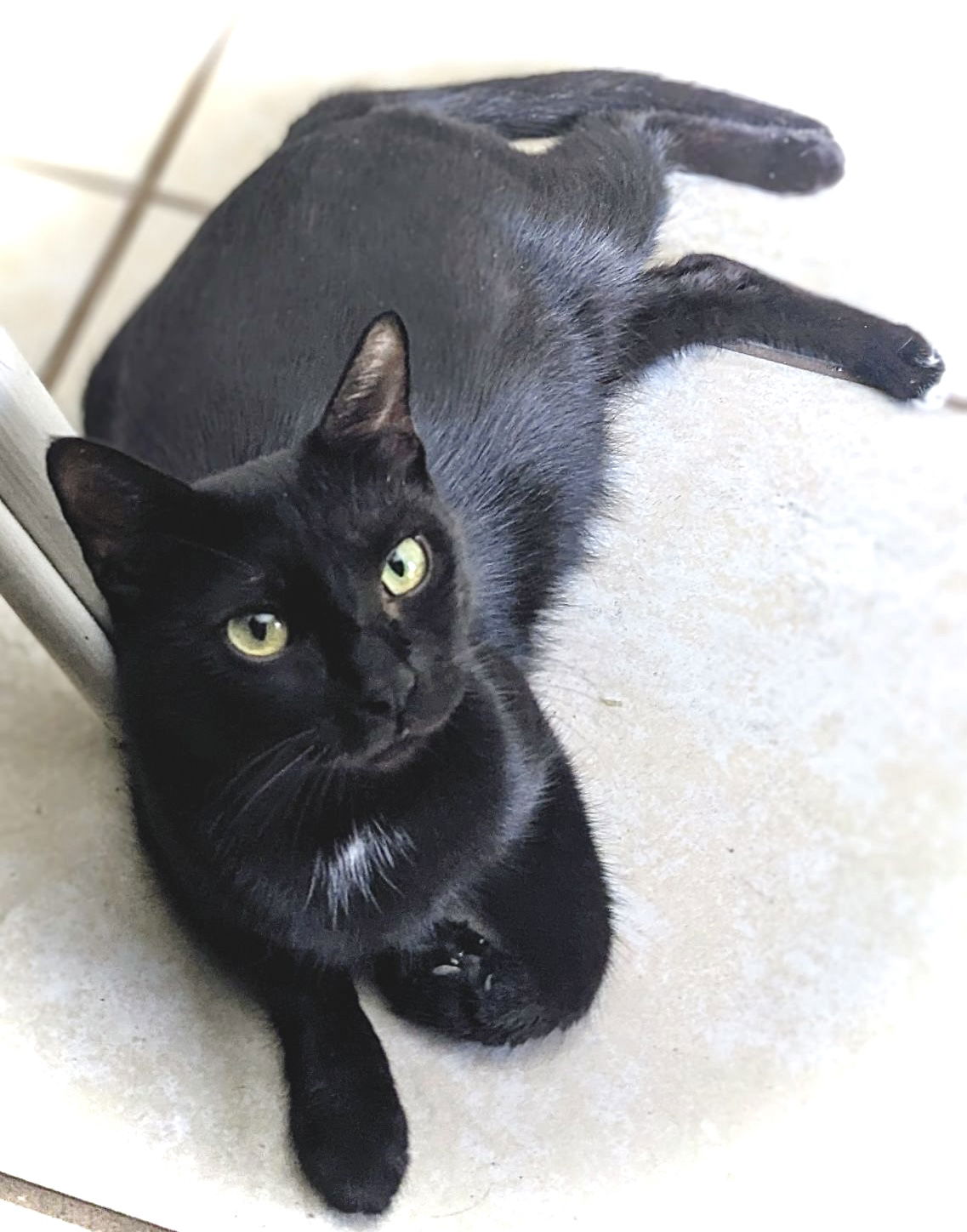 adoptable Cat in Fort Myers, FL named Midnight