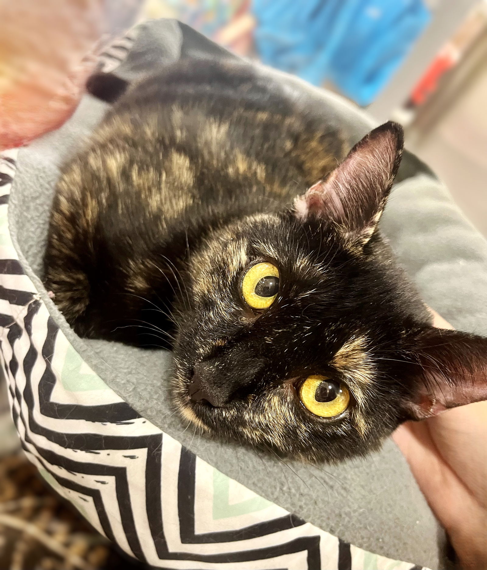 adoptable Cat in Fort Myers, FL named Cleo