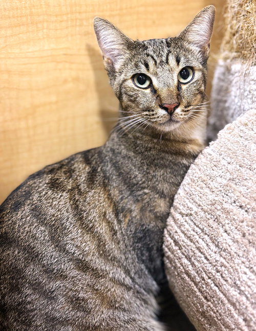 GROOT - Tabby available for adoption