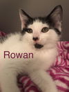 Rowan