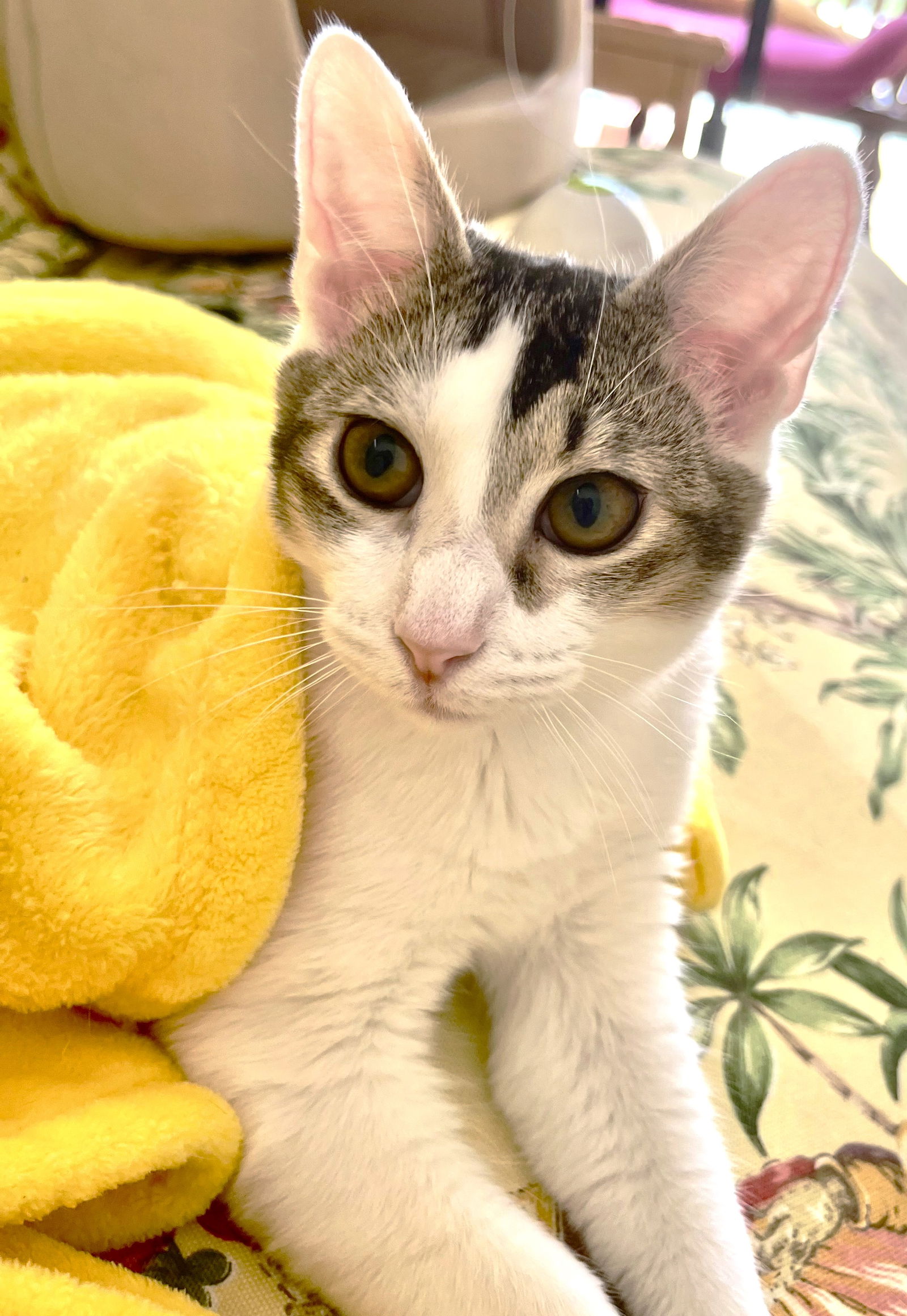 adoptable Cat in Fort Myers, FL named Leon