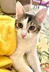 adoptable Cat in Fort Myers, FL named Leon