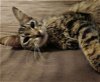 adoptable Cat in lehigh acres, FL named Hanita