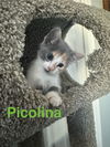 Piccolina