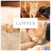 Copper