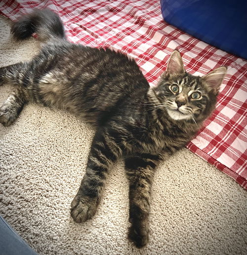 Angus