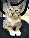 adoptable Cat in Fort Myers, FL named Braveheart