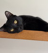Newton - Photo 1