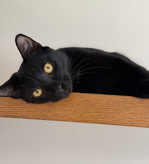 NEWTON - Domestic Short Hair available for adoption