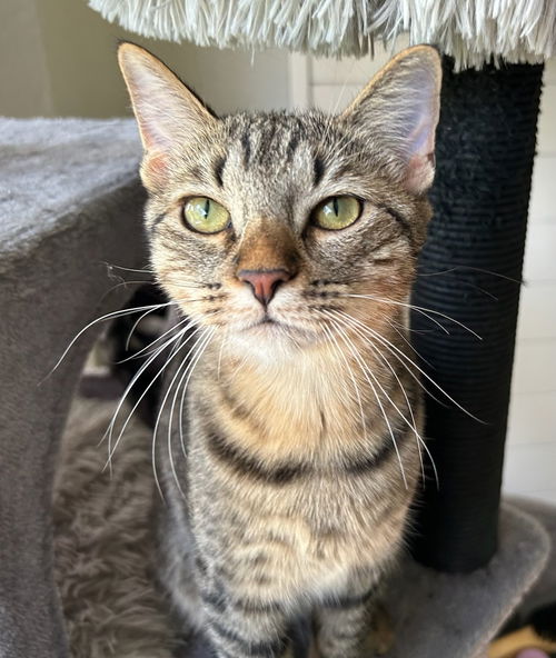 picture of the cat needing adoption