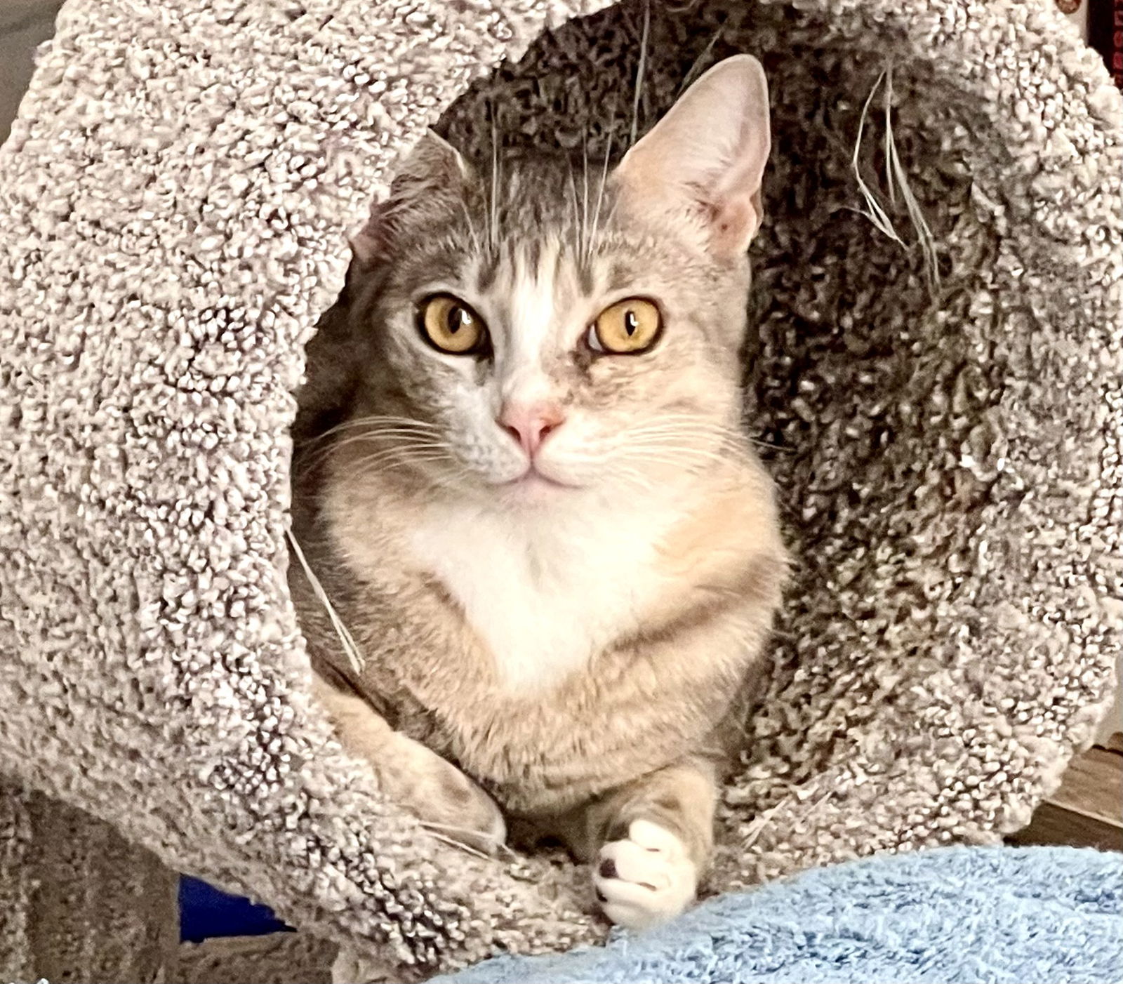 adoptable Cat in Fort Myers, FL named Cenchel