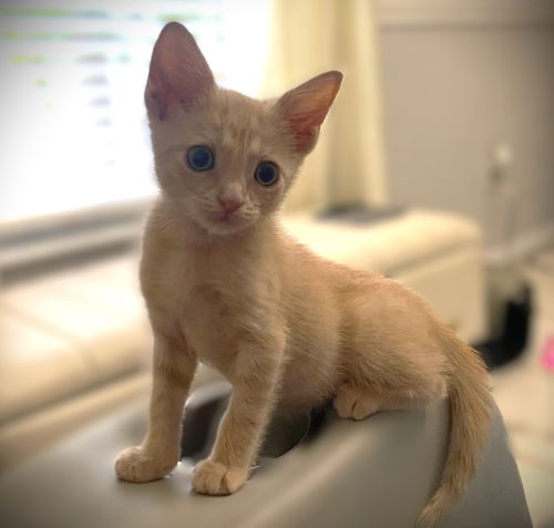 Kit